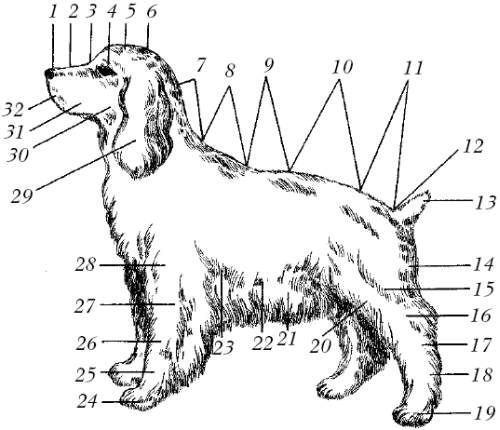 Схема груминга спаниеля