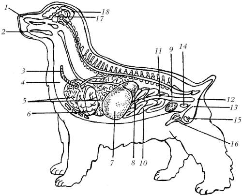 Какие органы у животных. Система пищеварения собаки схема. Анатомия пищеварительной системы собаки. Внутреннее строение собаки пищеварительная система. Анатомия внутренних органов собаки кобеля.