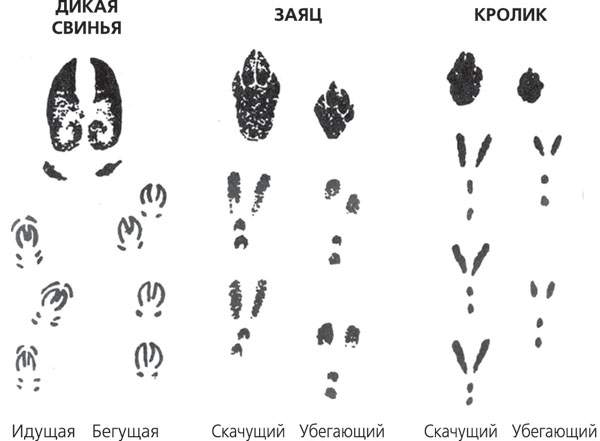 Нарисовать следы зайца