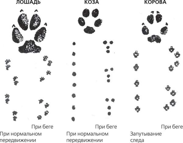 Запиши по образцу хвост лисы лисий хвост молоко коровы лодка рыбака