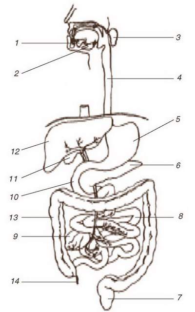 Устройство кишечника и желудка человека схема