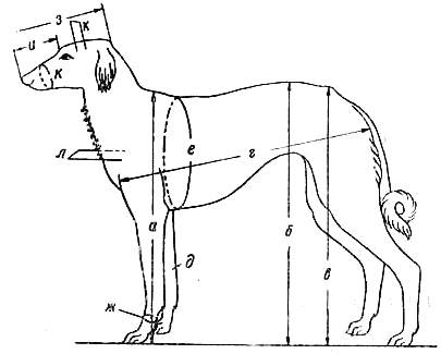 Животное высокая холка. Промер собаки в холке. Промеры высоты в холке собаки. Промеры собаки схема. Измерение собаки и экстерьер.