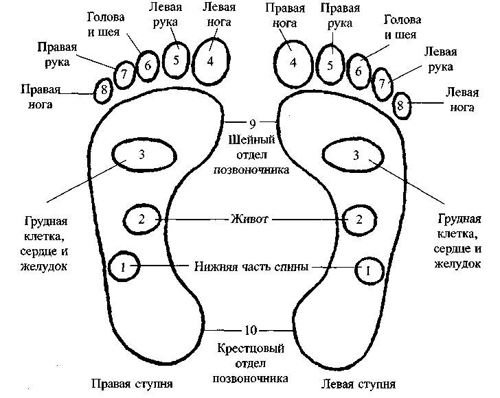 Схема стопы ноги