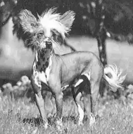 279. ����� ������� (Hairless dog). ������������ ������. ����� ��������. ������������ ������. ������������ ������.
