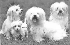 298. ����� �� ������ (Coton de Tulear). ��������� ������. ����� ��������. ������������ ������. ������������ ������.