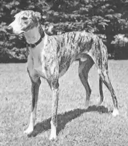 318. ��������� ������ (Spanish greyhound). ������. ����� ��������. ������������ ������. ������������ ������.