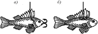 ���� ������������ (Esox lucius). ����� ���������� ����� ���.