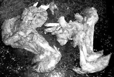 ������ ����� �� �������� �������. ��� ������������ �������. �������� �����. ������.