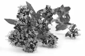 �����������. ��� �������������! ����� �������� ��� �������� ���.