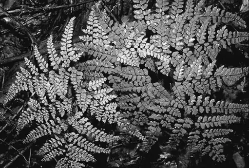 ��� �������� � Adiantum. ��� ����� �����������? �����������.