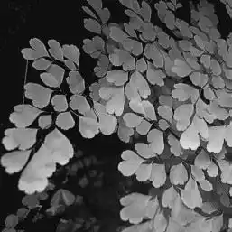 ��� �������� � Adiantum. ��� ����� �����������? �����������.