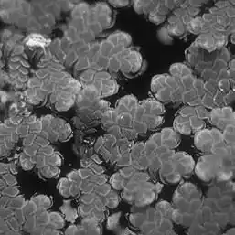 ��� ������ � Azolla. ��� ����� �����������? �����������.