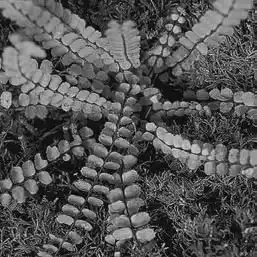 ��� ��������� (��������) � Asplenium. ��� ����� �����������? �����������.