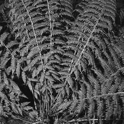 ��� ������� � Athyrium. ��� ����� �����������? �����������.