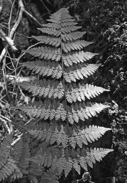 ��� ������� � Athyrium. ��� ����� �����������? �����������.