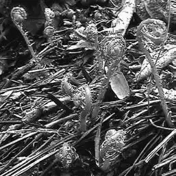��� ������� � Athyrium. ��� ����� �����������? �����������.