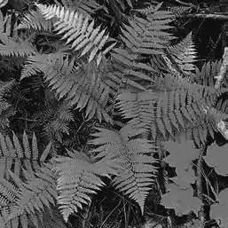 ��� ������� � Athyrium. ��� ����� �����������? �����������.