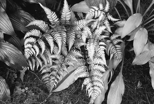 ��� ������� � Athyrium. ��� ����� �����������? �����������.
