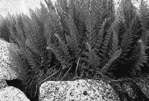��� ������� � Athyrium. ��� ����� �����������? �����������.