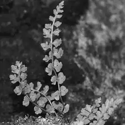 � � � ��� ������ � Woodsia. ��� ����� �����������? �����������.