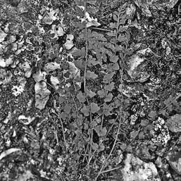 � � � ��� ������ � Woodsia. ��� ����� �����������? �����������.