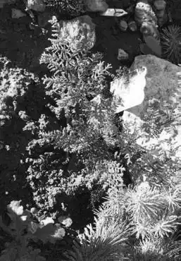 ��� ���������� � Dryopteris. ��� ����� �����������? �����������.