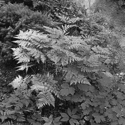 ��� ���������� � Dryopteris. ��� ����� �����������? �����������.