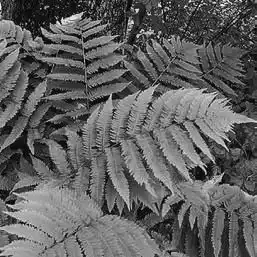 ��� ���������� � Dryopteris. ��� ����� �����������? �����������.