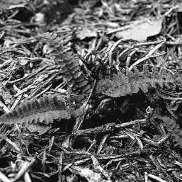 ��� ���������� � Dryopteris. ��� ����� �����������? �����������.
