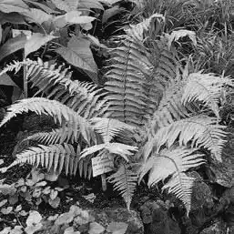��� ���������� � Dryopteris. ��� ����� �����������? �����������.