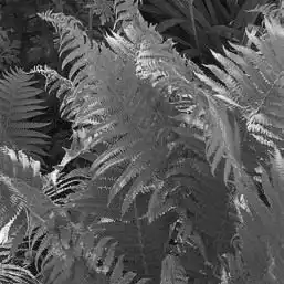 ��� ���������� � Dryopteris. ��� ����� �����������? �����������.