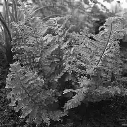 ��� ���������� � Dryopteris. ��� ����� �����������? �����������.
