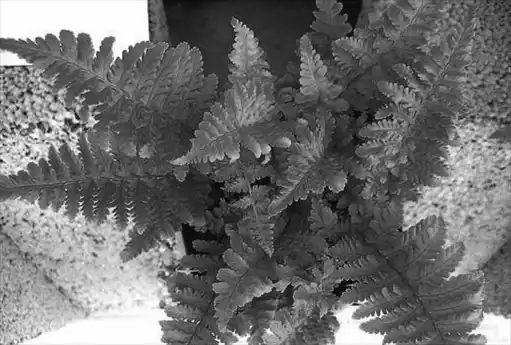 ��� ���������� � Dryopteris. ��� ����� �����������? �����������.