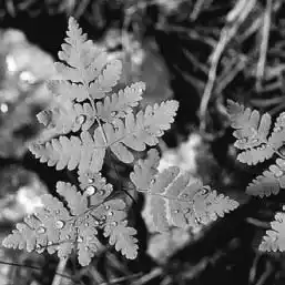 ��� ���������� � Gymnocarpium. ��� ����� �����������? �����������.