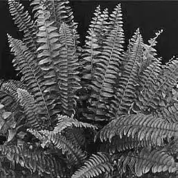 ��� ���������� � Nephrolepis. ��� ����� �����������? �����������.