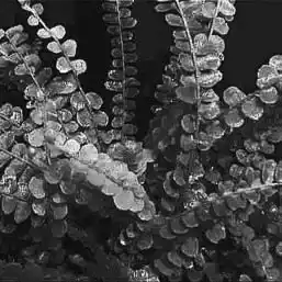 ��� ���������� � Nephrolepis. ��� ����� �����������? �����������.