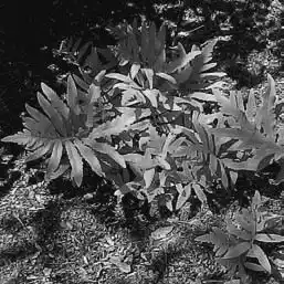 ��� ������� � Onoclea. ��� ����� �����������? �����������.