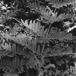 ��� ������� � Osmunda. ��� ����� �����������? �����������.