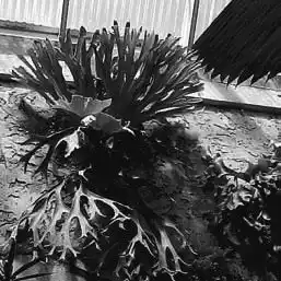 ��� ����������� � Platycerium. ��� ����� �����������? �����������.