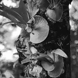 ��� ����������� � Platycerium. ��� ����� �����������? �����������.