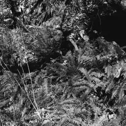 ��� ���������� � Polypodium. ��� ����� �����������? �����������.