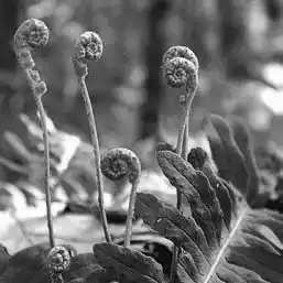 ��� ���������� � Polypodium. ��� ����� �����������? �����������.