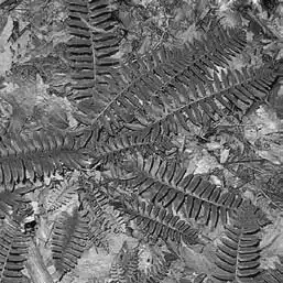 ��� ����������� � Polystichum. ��� ����� �����������? �����������.