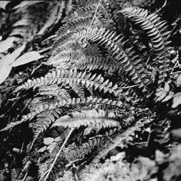 ��� ����������� � Polystichum. ��� ����� �����������? �����������.