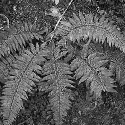 ��� ����������� � Polystichum. ��� ����� �����������? �����������.