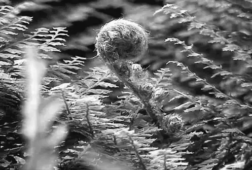 ��� ����������� � Polystichum. ��� ����� �����������? �����������.