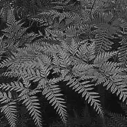 ��� ������ � Pteris. ��� ����� �����������? �����������.