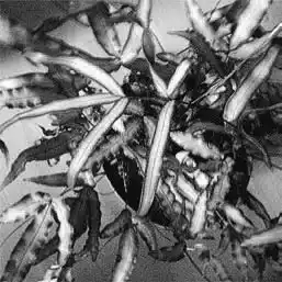 ��� ������ � Pteris. ��� ����� �����������? �����������.