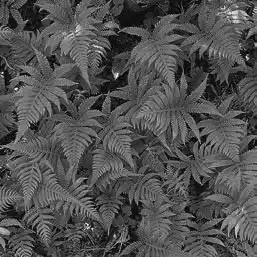��� ���������� � Thelypteris. ��� ����� �����������? �����������.