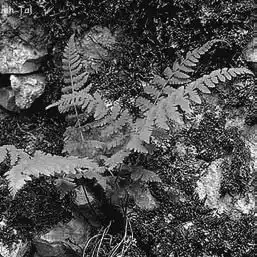 ��� ����������� � Cystopteris. ��� ����� �����������? �����������.